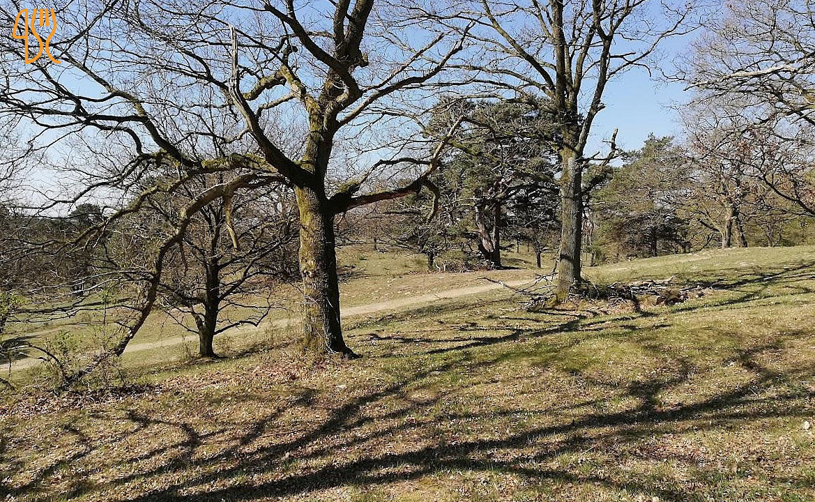 Skovlyst Udenfor