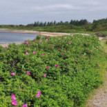 Fur Bryghus Udenfor