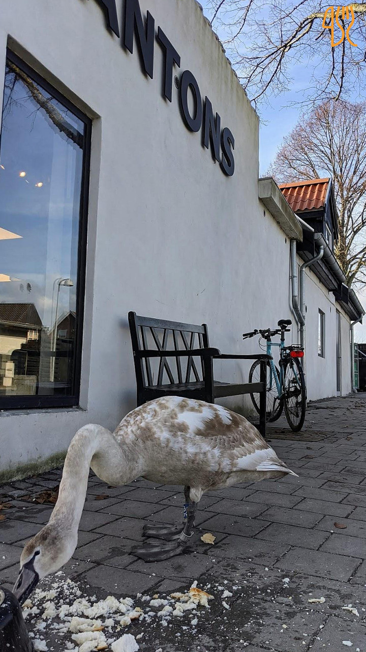Antons – Spis Broed Til Udenfor