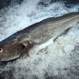 Fiskehuset Thisted Drik