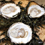 Glyngoere Shellfish Mad