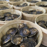 Glyngoere Shellfish Mad