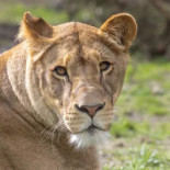 Zooasen I Givskud Zoo Drik