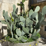Oliva Udenfor