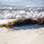 Kobæk Strand Konference Drik