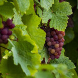 Malbeck Wine Valby Drik