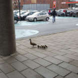 Circle K Silkeborgvej, Århus C Drik