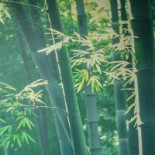 Bamboo Garden, Kinesisk Aarhus Aarhus Drik