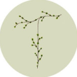 Thymus Logo
