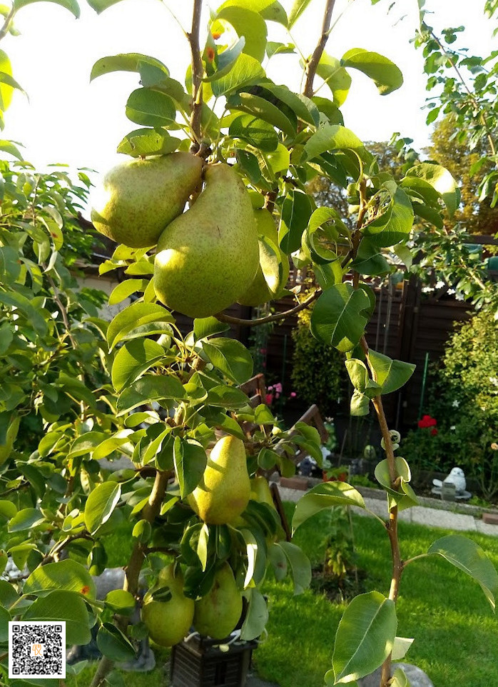 Thai Kok Udenfor