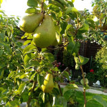 Thai Kok Udenfor