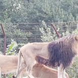 Safari Lounge Udenfor