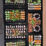 Sachi Sushi Menu