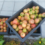 Lindegaarden Kollund Mad