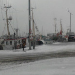 Søstjernen Udenfor