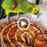 Pizza King Inde