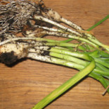 Rudbecks Ost Deli Drik