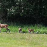 Odense Golfklubs Udenfor