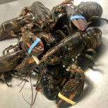 Gourmet I Kaelderen Drik