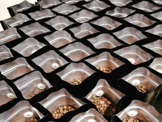 Europa Kaffe Te